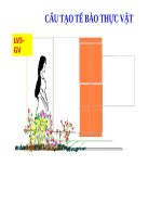 Bài 7. Cấu tạo tế bào thực vật