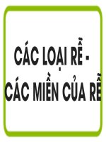 Bài 9. Các loại rễ, các miền của rễ
