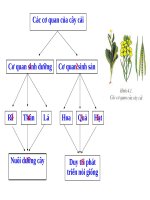 Bài 4. Có phải tất cả thực vật đều có hoa?