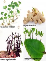 BÀi 16 Sự sinh sản ở cây xanh