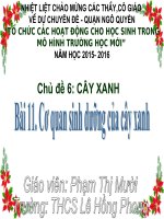 cơ quan sinh dưỡng của cây xanh- vnen