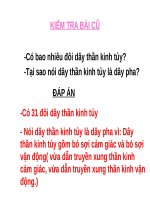 Bài 46. Trụ não. Tiểu não. Não trung gian