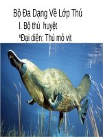 Bài 50. Đa dạng của lớp Thú: Bộ Ăn sâu bọ, bộ Gặm nhấm, bộ Ăn thịt