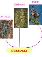 Bài 29. Đặc điểm chung và vai trò của ngành Chân khớp