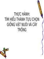 Bài 39. Thực hành: Tìm hiểu thành tựu chọn giống vật nuôi và cây trồng