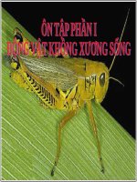 Bài 30. Ôn tập phần I - Động vật không xương sống