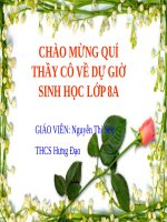 Bài 19. Thực hành: Sơ cứu cầm máu