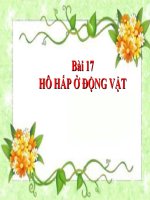 Bài 17. Hô hấp ở động vật