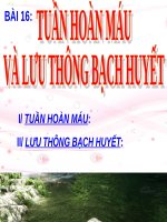 Bài 16. Tuần hoàn máu và lưu thông bạch huyết