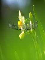 Bài 9. Quang hợp ở các nhóm thực vật C3, C4 và CAM