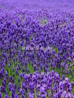 Bài 40. Hạt trần - Cây thông