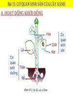 Bài 28. Cấu tạo và chức năng của hoa