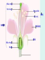Bài 30. Thụ phấn