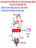 Bài 59. Sự điều hòa và phối hợp hoạt động của các tuyến nội tiết