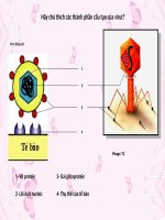 Bài 30. Sự nhân lên của virut trong tế bào chủ
