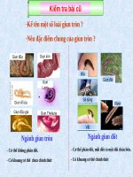 Bài 16. Thực hành: Mổ và quan sát giun đất