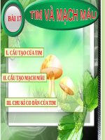 Bài 17. Tim và mạch máu