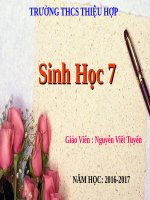 Bài 50. Đa dạng của lớp Thú: Bộ Ăn sâu bọ, bộ Gặm nhấm, bộ Ăn thịt