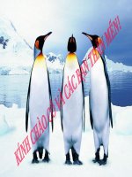 Bài 45. Thực hành: Xem băng hình về đời sống và tập tính của chim