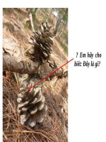 Bài 40. Hạt trần - Cây thông