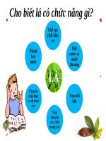 Bài 25. Biến dạng của lá