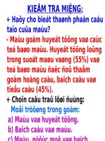 Bài 14. Bạch cầu- Miễn dịch