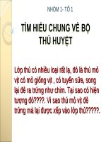 Bài 48. Đa dạng của lớp Thú: Bộ Thú huyệt, bộ Thú túi
