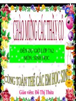 Bài 56. Cây phát sinh giới Động vật