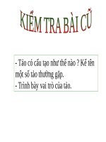 Bài 38. Rêu - Cây rêu