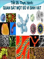 Bài 28. Thực hành: Quan sát một số vi sinh vật
