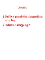 Bài 41. Hạt kín - Đặc điểm của thực vật Hạt kín