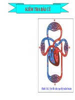 Bài 17. Tim và mạch máu