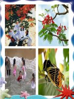 Tiết 30. Ôn TĐN: TĐN số 8. HBH: Tiếng ve gọi hè