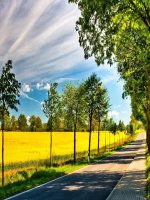 Tiết 31. OBH: Tiếng ve gọi hè. TĐN: TĐN số 9