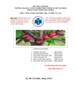 YẾU tố ẢNH HƯỞNG đến độ ACID của hạt CA CA SAU lên MEN