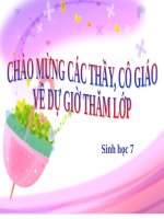 Bài 41. Chim bồ câu