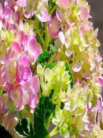 Tuần 29. Chữ hoa: A (kiểu 2)