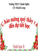 Bài 46. Trụ não. Tiểu não. Não trung gian