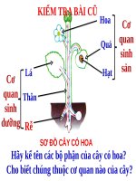Bài 9. Các loại rễ, các miền của rễ