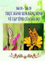 Bài 28. Thực hành: Xem băng hình về tập tính của sâu bọ