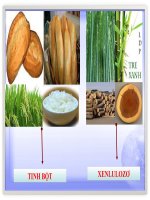 Bài 52. Tinh bột và xenlulozơ