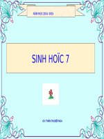 Bài 30. Ôn tập phần I - Động vật không xương sống