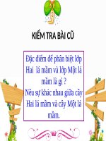 Bài 43. Khái niệm sơ lược về phân loại thực vật