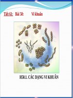 Bài 50. Vi khuẩn