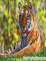 English 11: Thuyết trình về một con vật quý hiếm. Con hổ