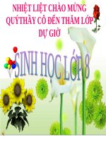 Bài 20. Hô hấp và các cơ quan hô hấp