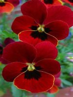 Tuần 15. Tập chép: Hai anh em