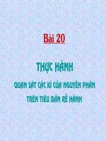 Bài 20. Thực hành: Quan sát các kỳ của nguyên phân trên tiêu bản rễ hành