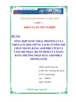luận văn dòng hóa gen VP2