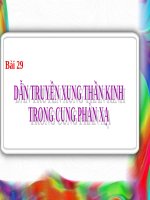 Bài 29. Dẫn truyền xung thần kinh trong cung phản xạ